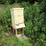 Bees are kept strategically throughout Drumlin farm at the edge of fields, and in areas where pollination routes can be enhanced.